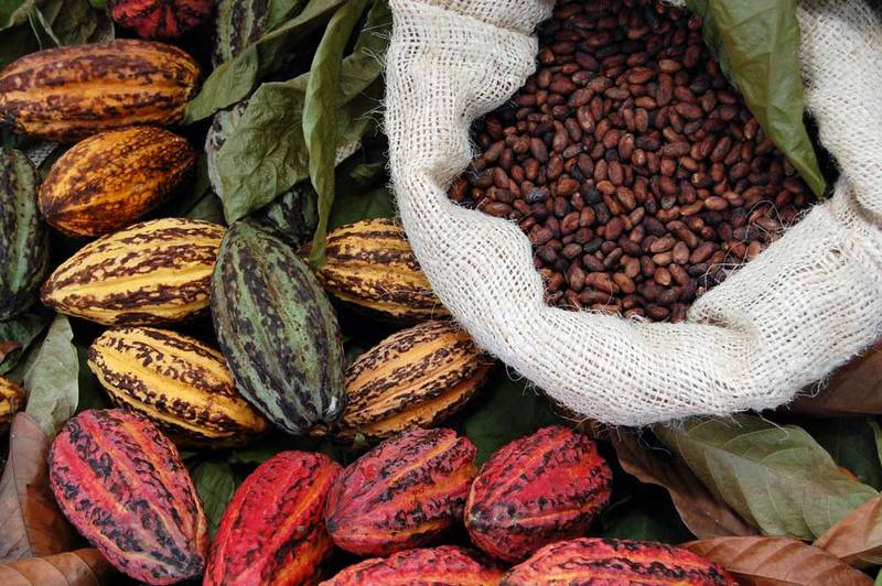 Cacao orgánico, el producto estrella de exportación de República Dominicana • Online Plus