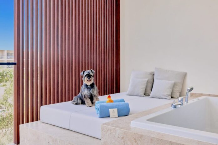 Dog Friendly Hotels & Resorts