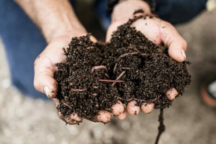 Grupo Puntacana compostaje