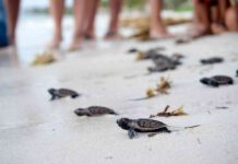 Tortuga Bay Puntacana se incorpora al programa Sustainability Leaders de The Leading Hotels of the World